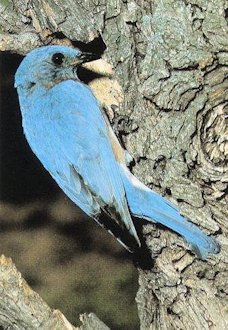 Nest-Site for a Eastern Bluebird