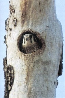 Nest-Site for a American Kestrel