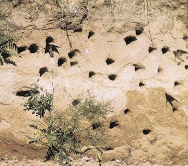 Nest-Site for a Bank Swallow