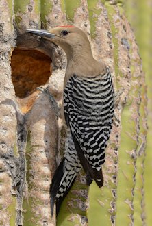 Gila Woodpecker