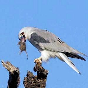 Black-shouldered Kite