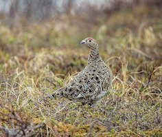 Willow Ptarmigan Camouflaged