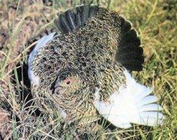 Willow Ptarmigan Distracting