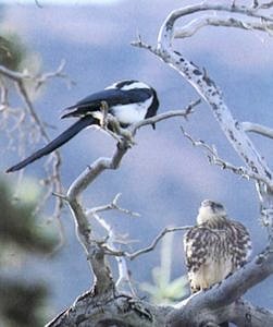 Black-billed Magpie