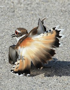 Killdeer