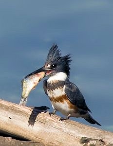 Belted Kingfisher 