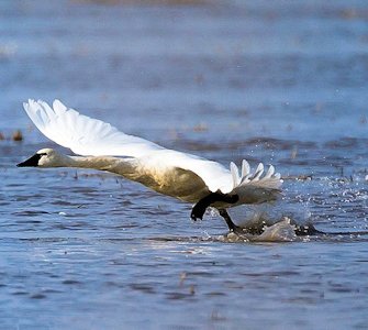 Tundra Swan