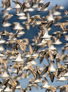 Western Sandpipers