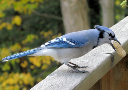 Blue Jay 