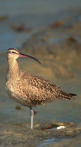 Whimbrel 