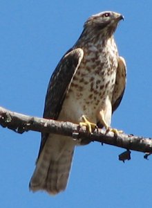 Red-shouldered Hawk