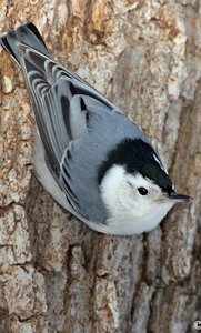 White-breasted Nuthatch