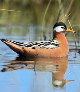 Red Phalarope