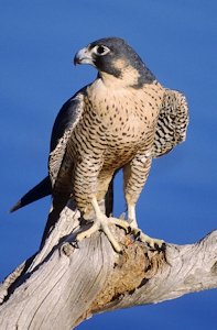 Peregrine Falcon
