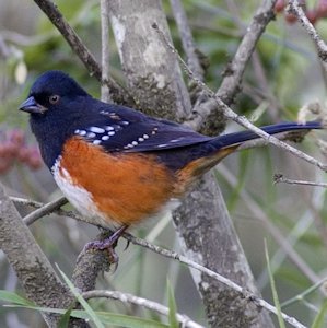 Rufus-sided Towhee