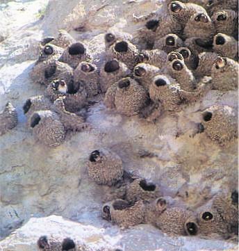 Cliff Swallows' Nests