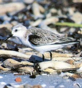 Sanderling