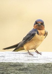 Barn Swallow