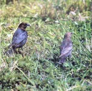 Brown-headed Cowbirds