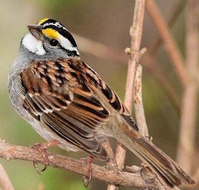 White-throated Sparrow