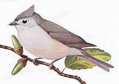 Plain Titmouse