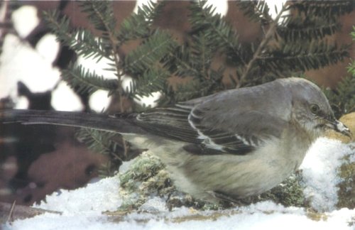 Northern Mockingbird