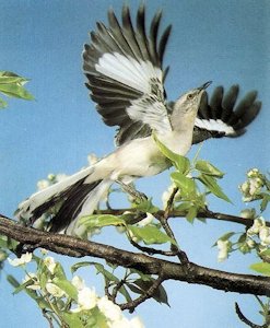 Northern Mockingbird