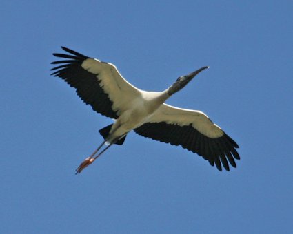 Wood Stork