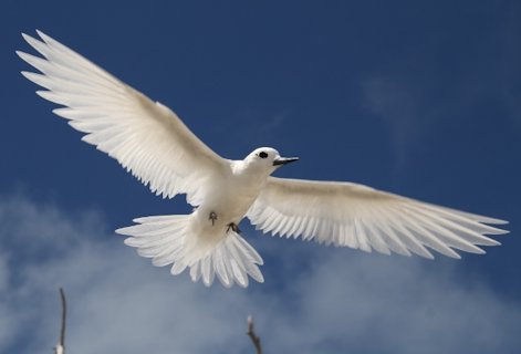 White Tern