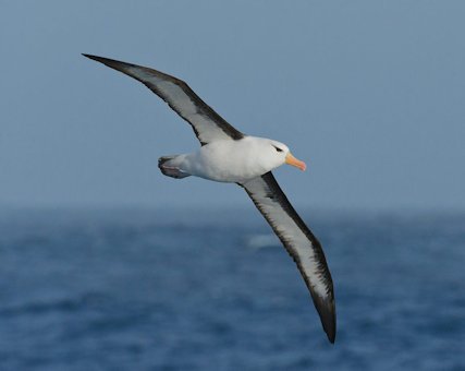 Antarctic Giant-Petrel