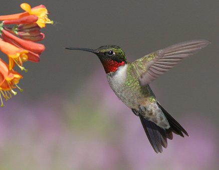 Ruby-throated Hummingbird