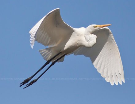 Great Egret