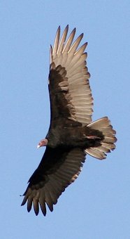 Turkey Vulture