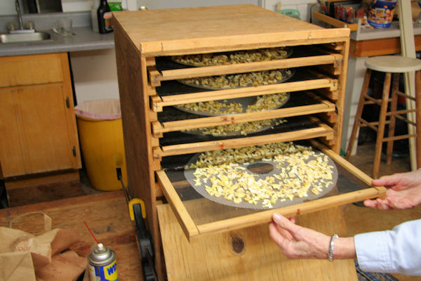 Step 11 -Onions are Dried  