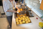 Asian Pears Step 1