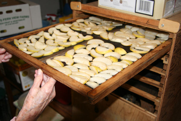 Step 17 - Tray into Dehydrator