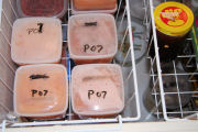 Peach Freezing step 10