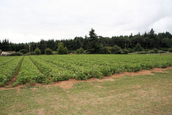 Step 2 - Bush Farms Strawberry Fields