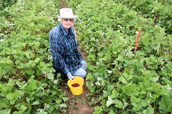 Step 3 - Bernice Picks our Strawberries