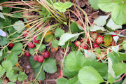 Freezing Strawberries Step 4