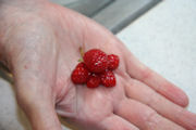 Freezing Strawberries Step 6