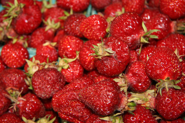 Step 7 - Paul Takes a Photo of our Pickings 