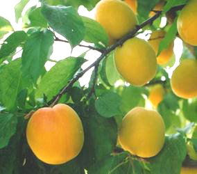 Apricots