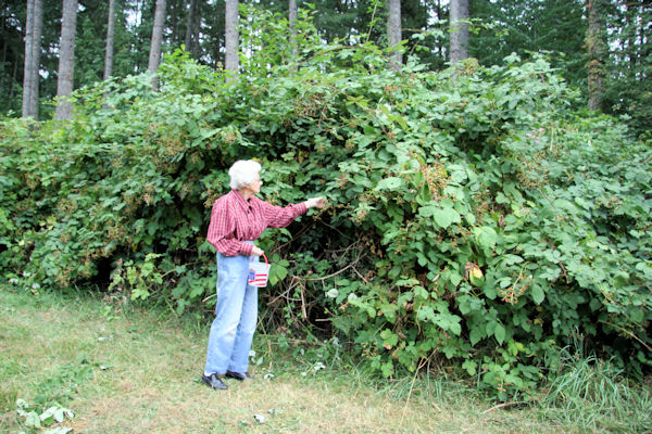 Step 1 - We Pick Our Blackberries 