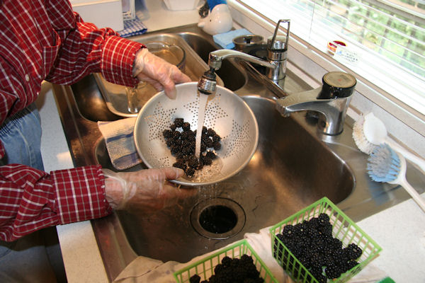 Step 3 - Wash the Blackberries 