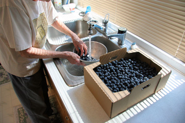 Step 3 - Wash Blueberries