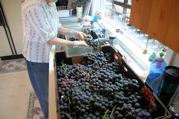 Step 1 - Wash Grapes 