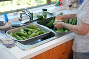 Bread 'n Butter Pickles Canning step 3
