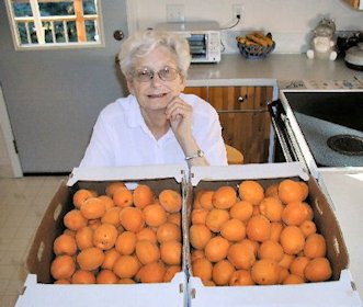 50 Pounds of Apricots