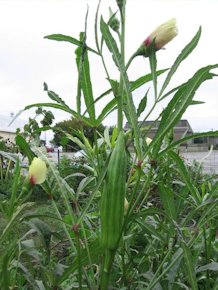 Okra Plant